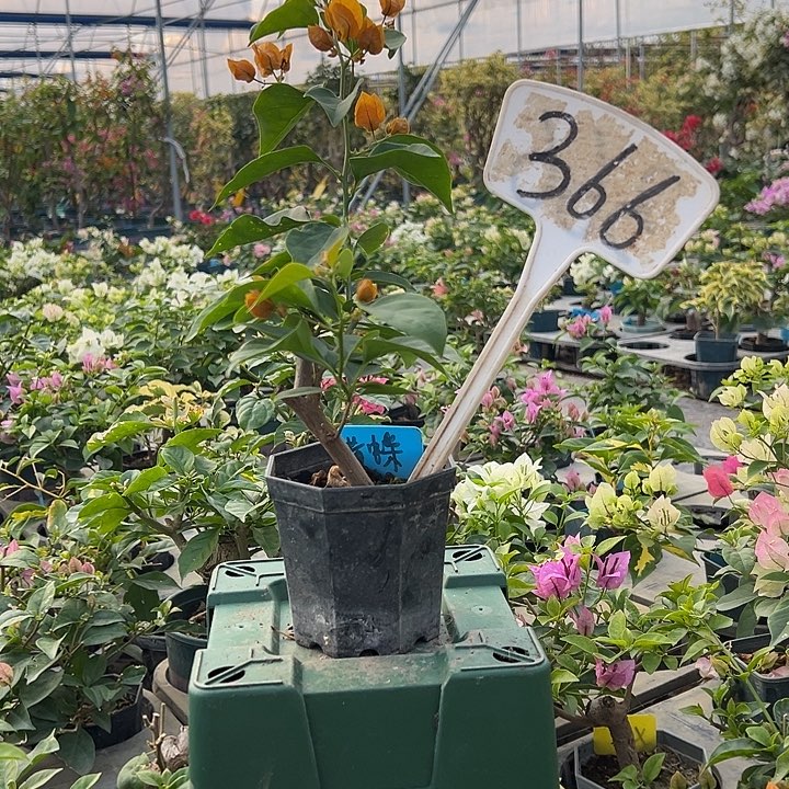 当前无花栽培后可以开花金色光辉 大宝366