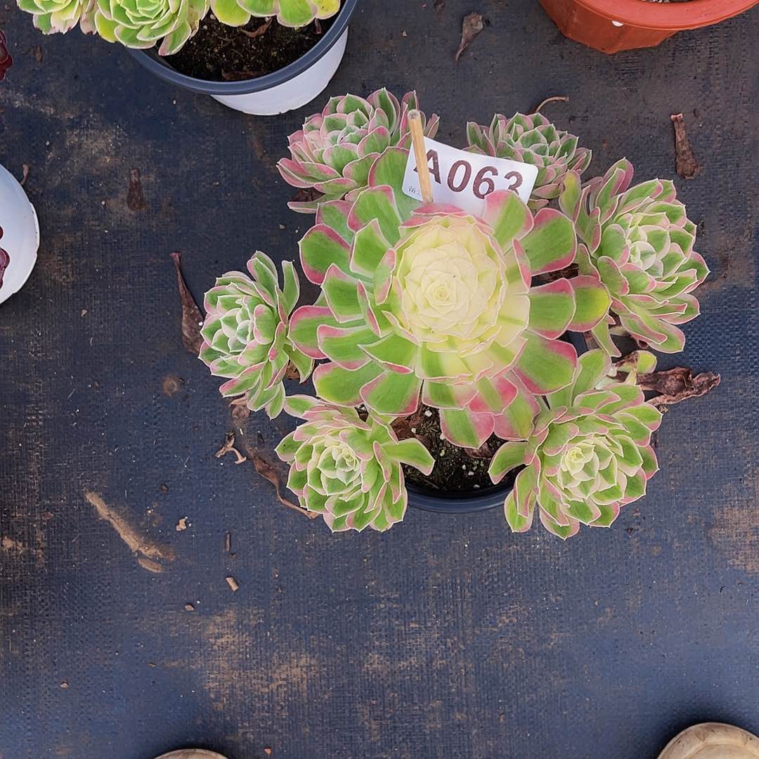 孔雀翎063带土球