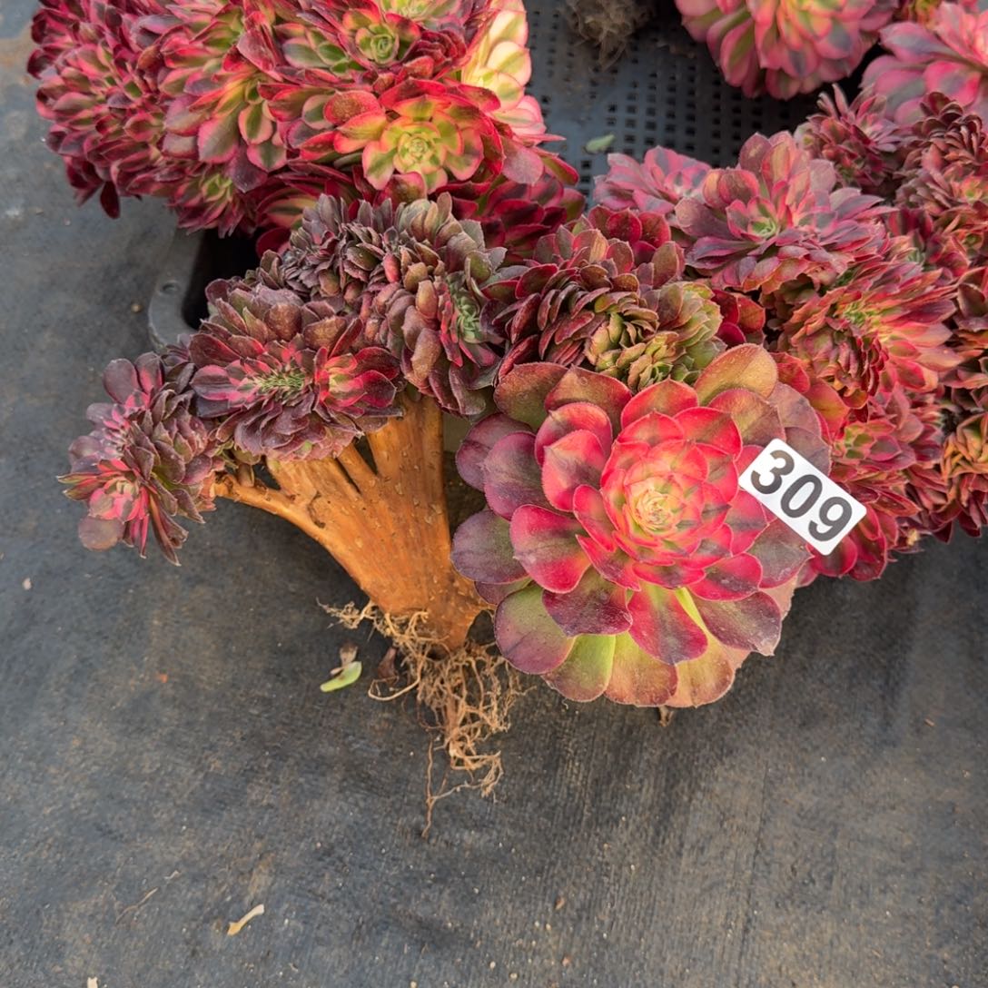 309多肉植物荔枝缀