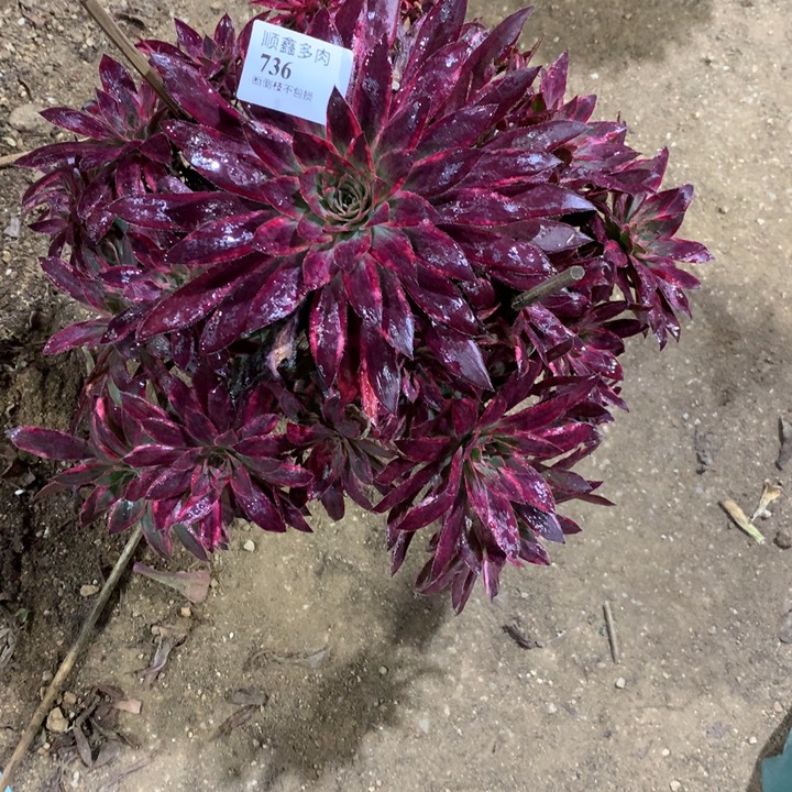 736朱雀多肉植物特价