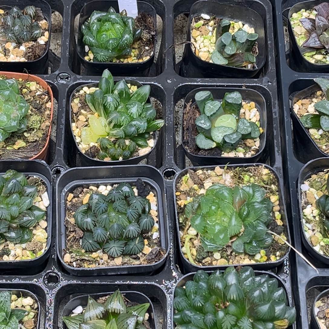 51 脱土包邮8颗福利