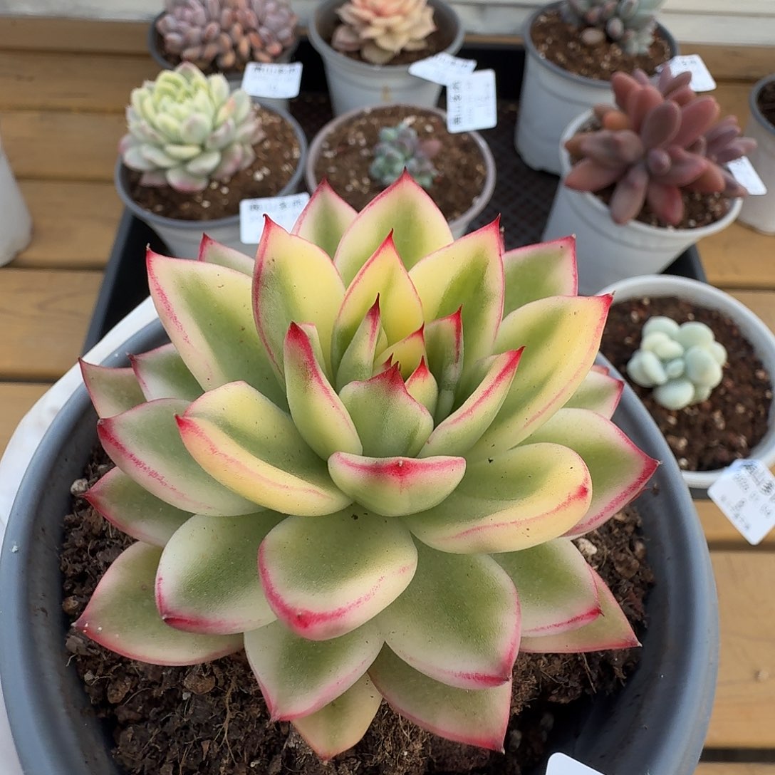 啊斯娜锦11111104-14