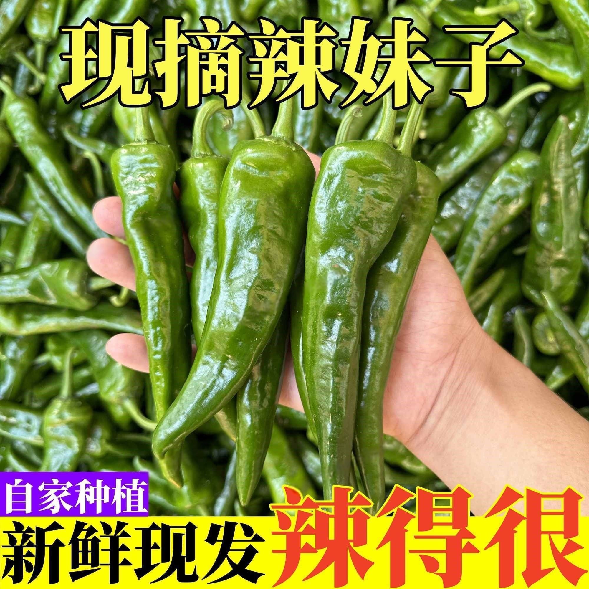 4斤净重正宗辣妹子樟树原种本地辣妹子现种本地新鲜皮薄脆皮