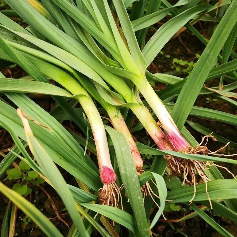 蒜苗新鲜红皮大蒜苗露天蔬菜农家自种香蒜红根带泥紫皮大蒜苗批发