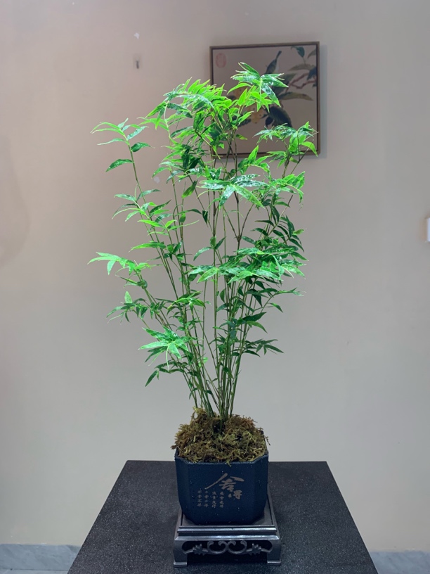 米竹盆栽室内绿植观音竹书房客厅桌面竹子盆景