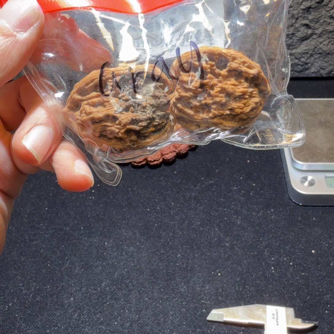 ****y文玩核桃吊坠游戏