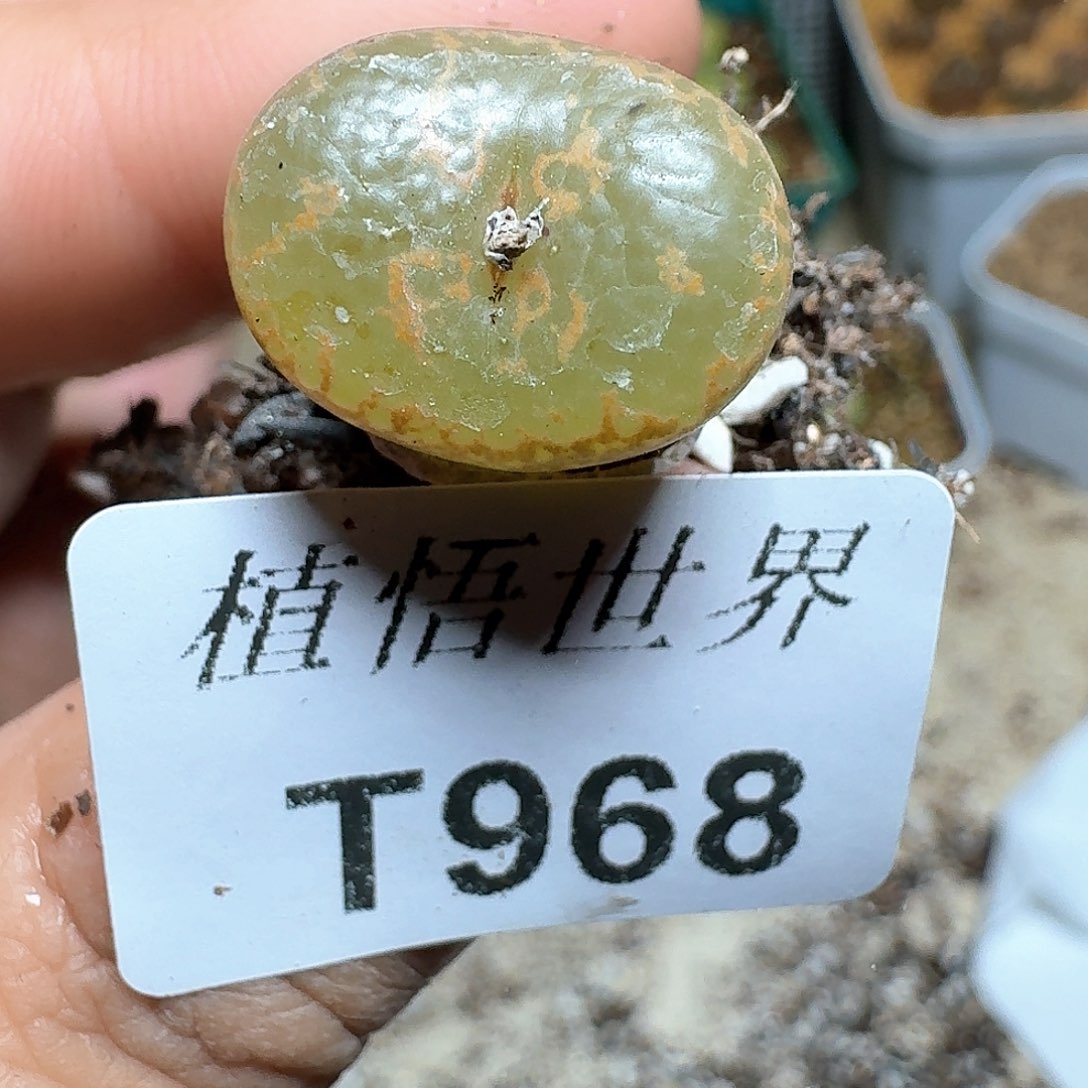 968厚德载物哇吃多肉植物哇v