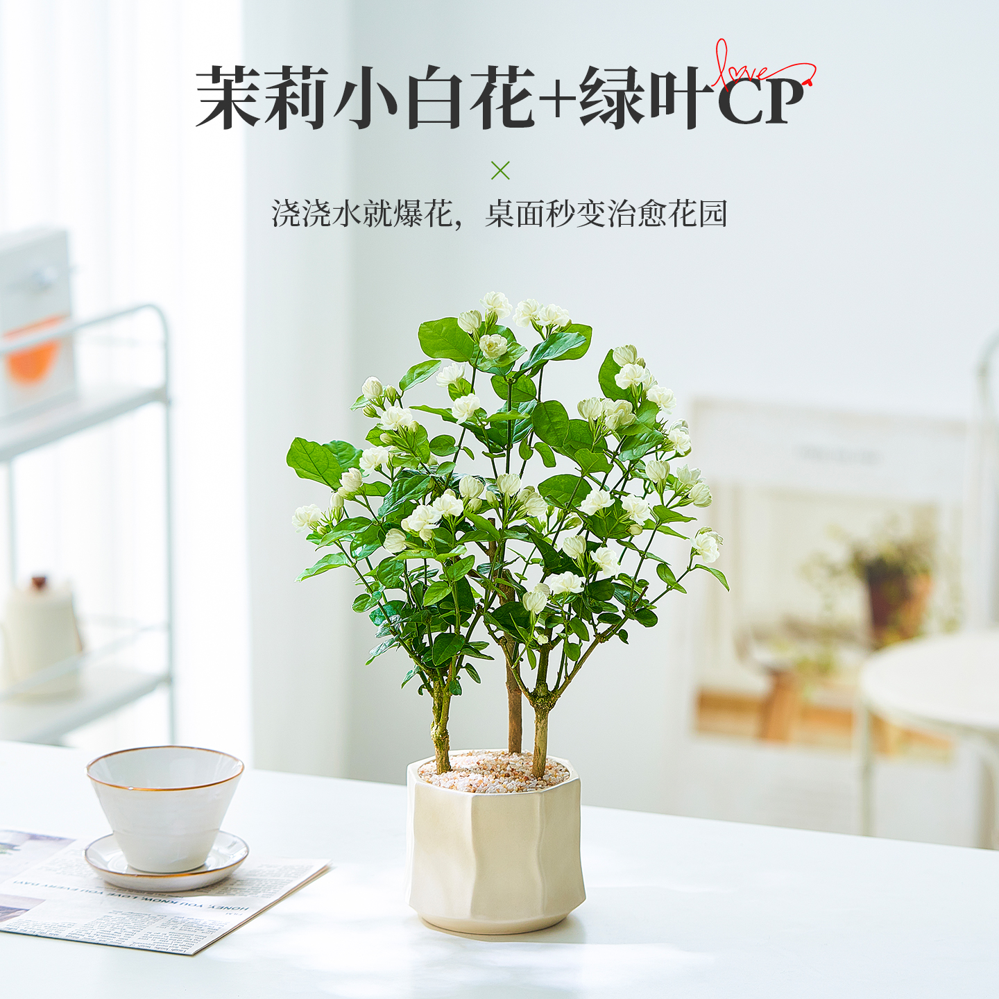 茉莉花盆栽带花苞花卉室内植物花客厅桌面浓香驱蚊草四季开花好养