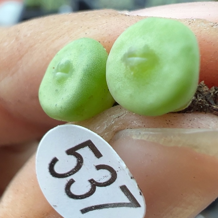 537号11111111111111零点几