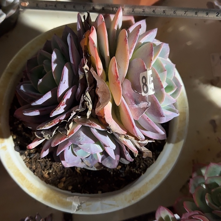 小****布鲁蓝110 多肉植物一物一拍