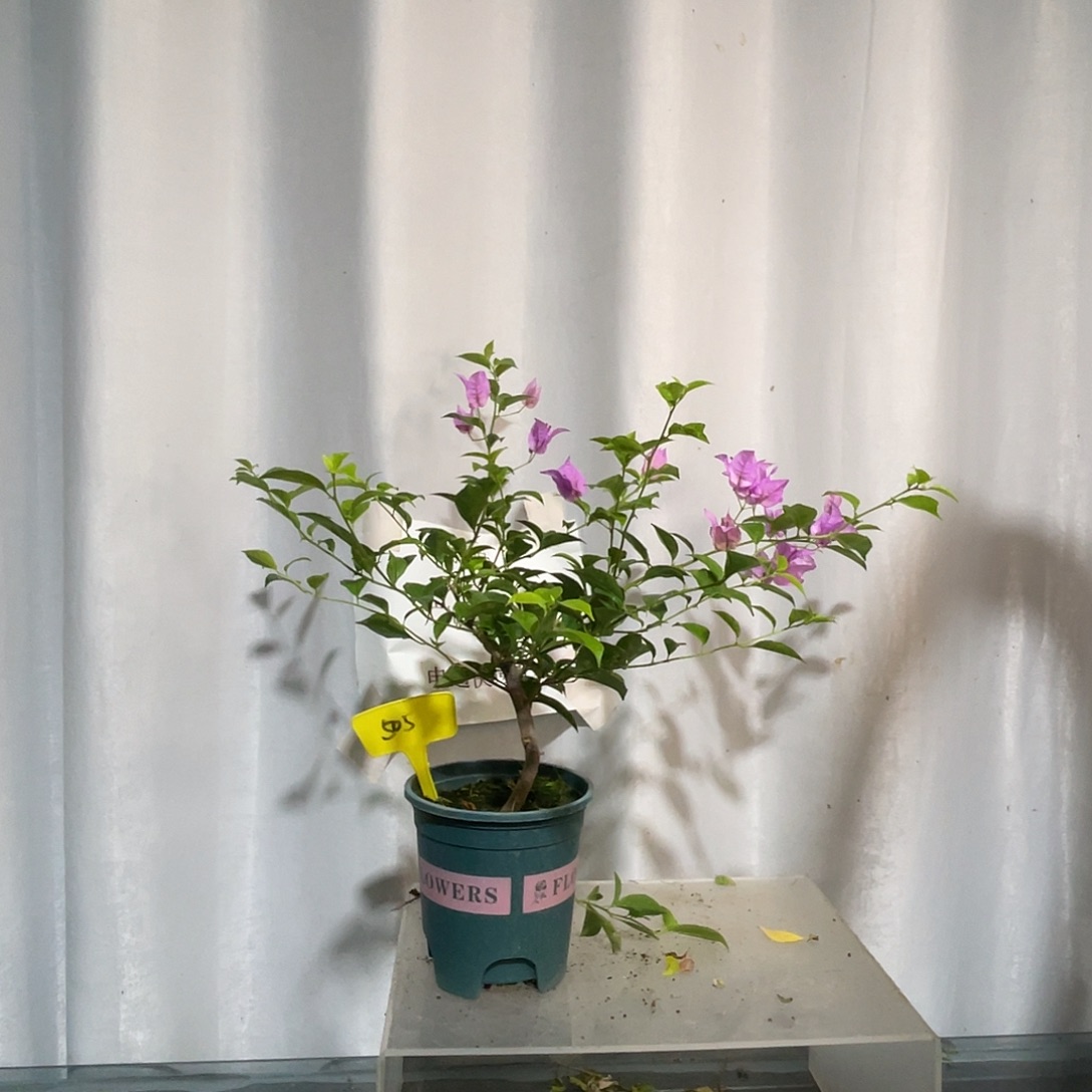 当前无花栽培后可以开花505绿叶雪紫扦插苗