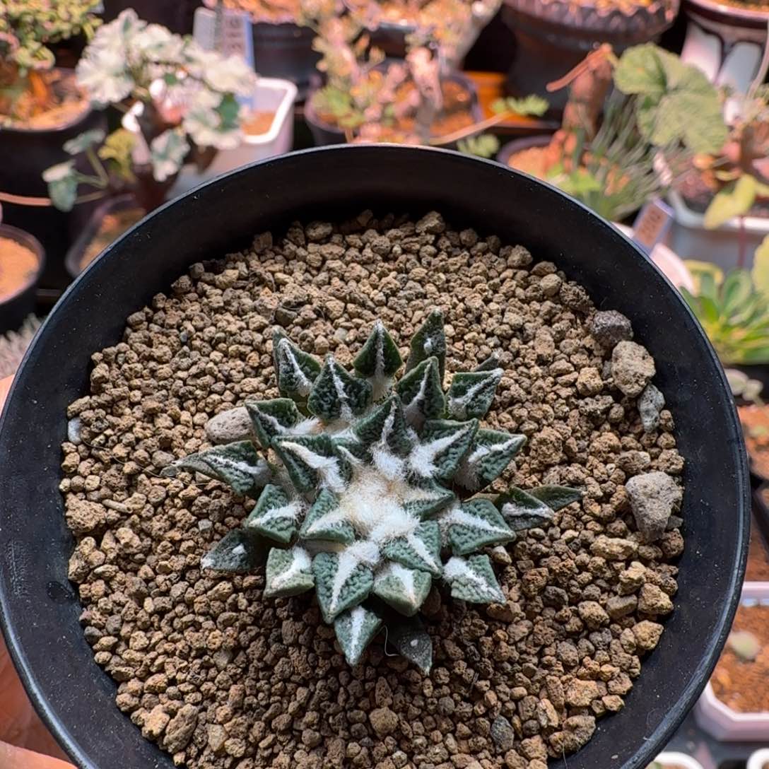 实生黑牡丹012 仙人掌