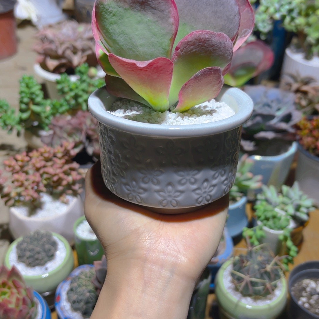 带盆唐印新疆包邮