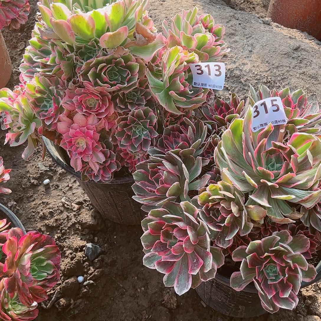 无花朵多肉植物组合313