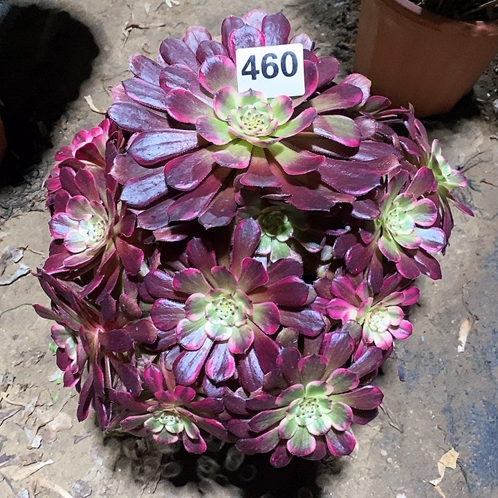 法师植物一物一拍460