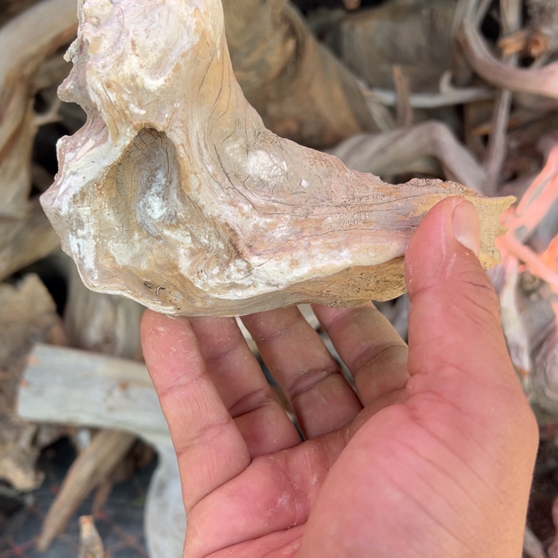 柏木（崖柏）浪****涯