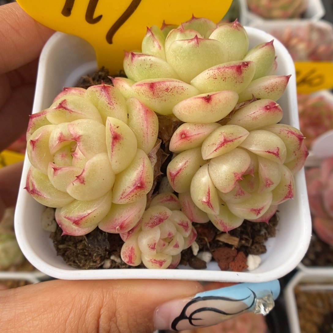 菠萝蜜麦秆群生919号。  