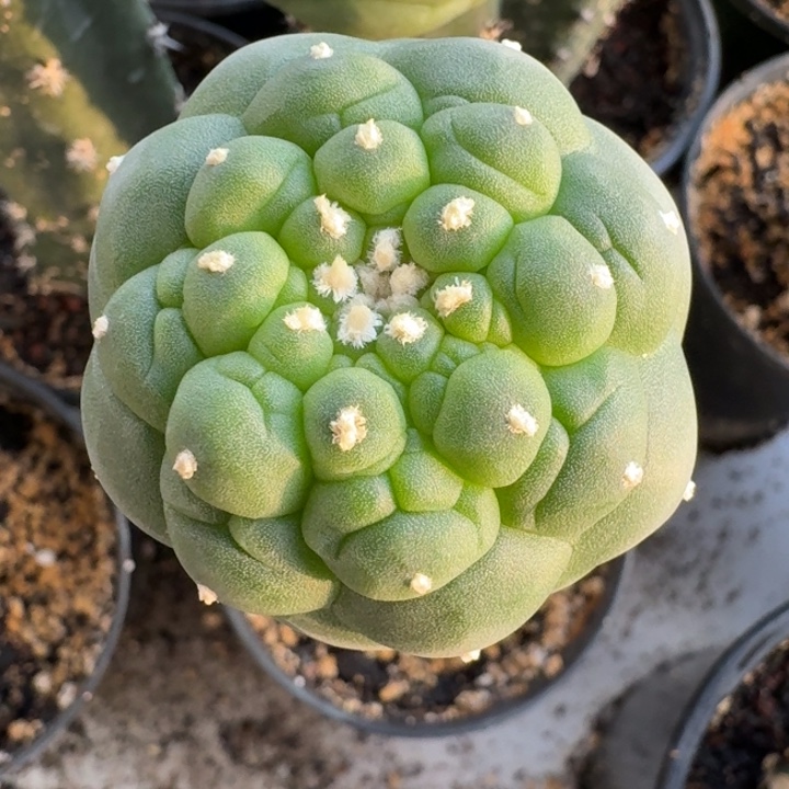 皱优苗接仙人球100