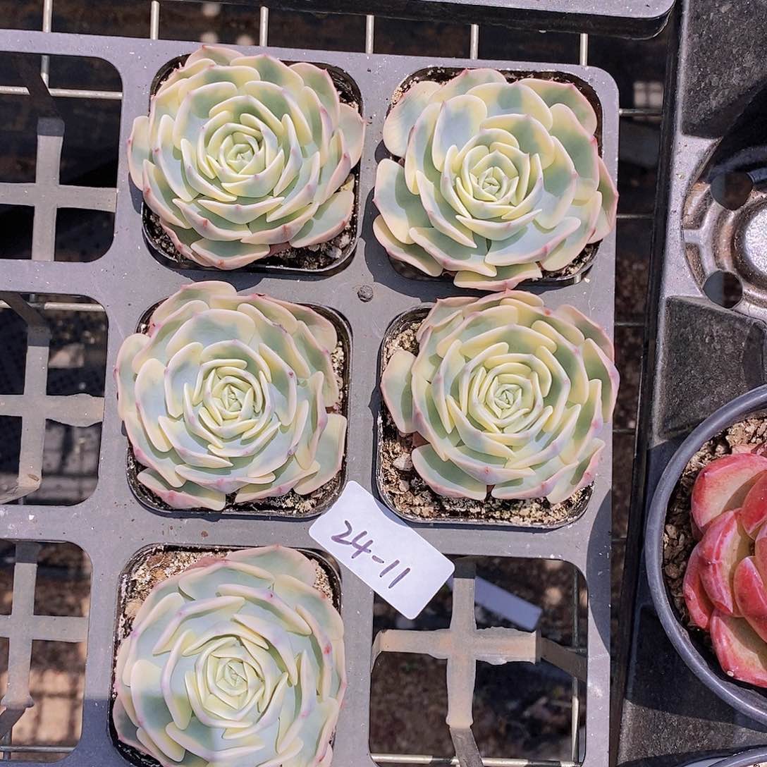 24-11- 玉蝶锦单头一颗 量拍