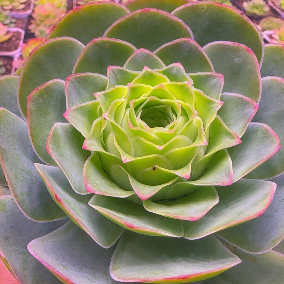 王妃玫瑰1343464646767686868