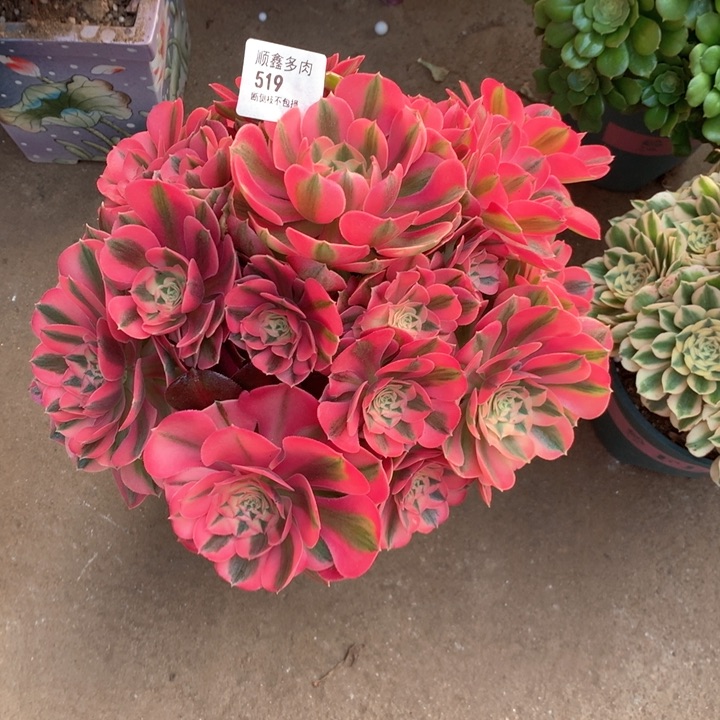 519粉女巫多肉植物