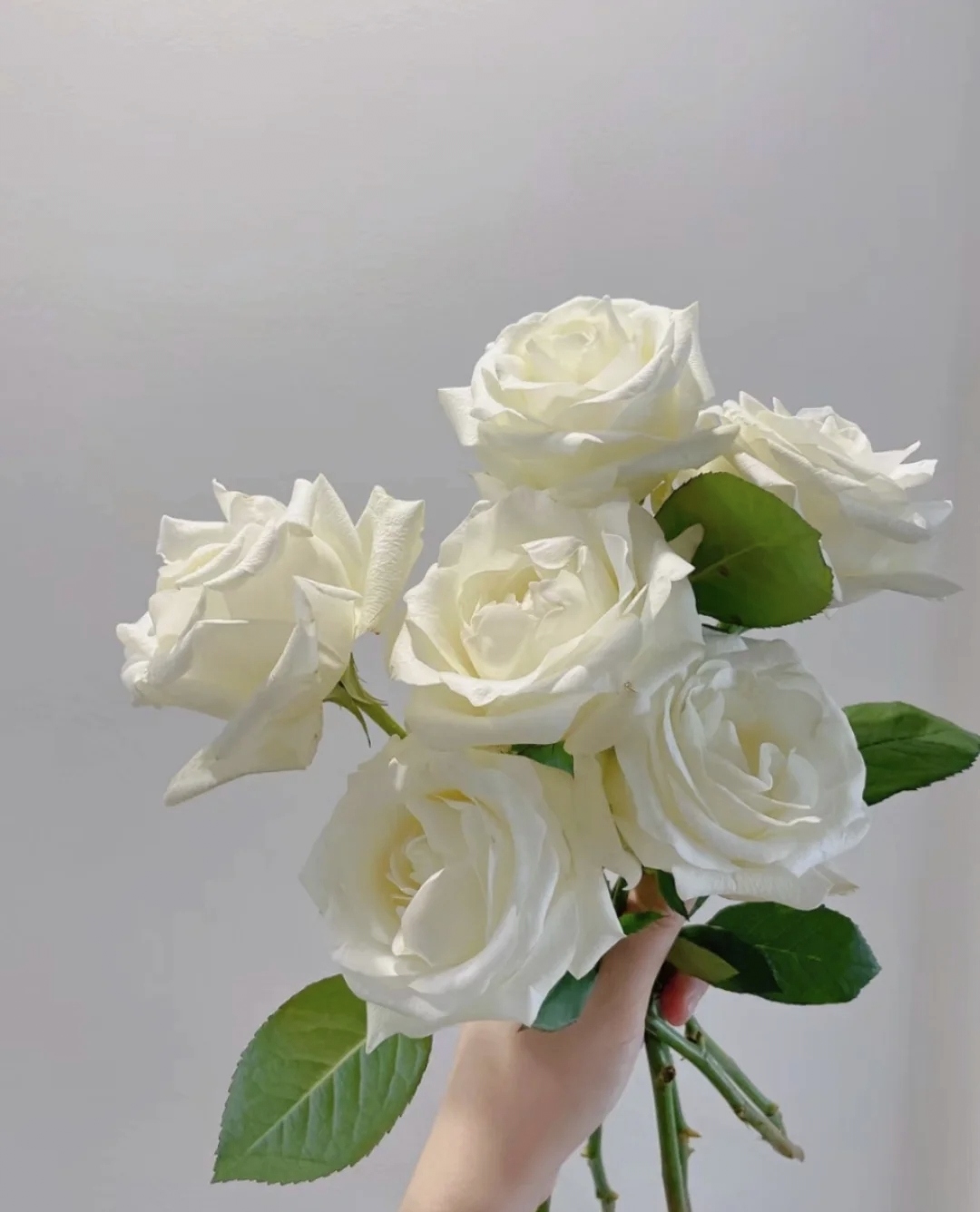 骄傲玫瑰鲜花代购