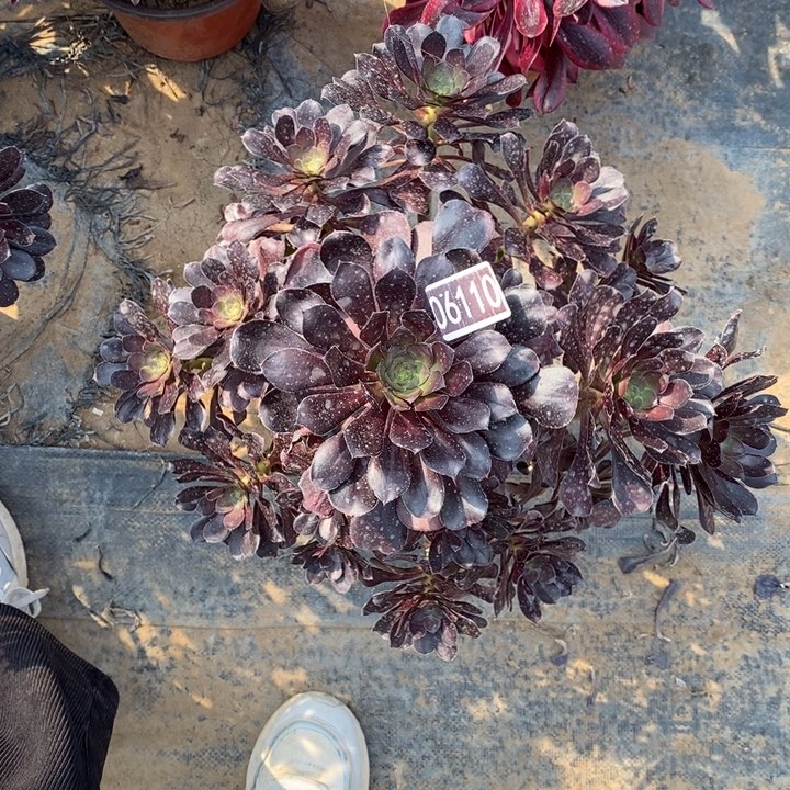 黑圆叶多肉06110