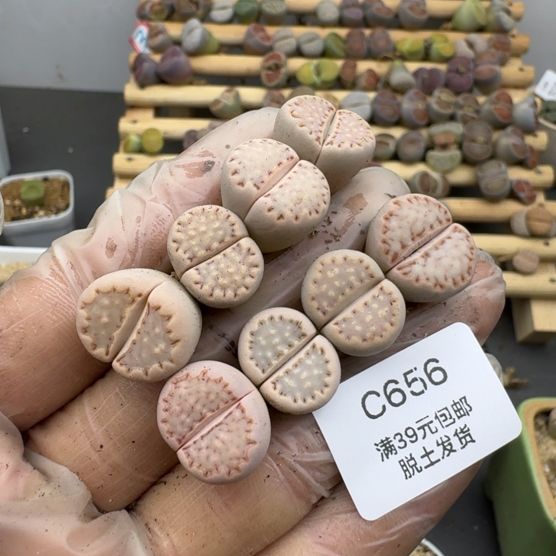 656哈哈哈哈哈哈哈哈哈