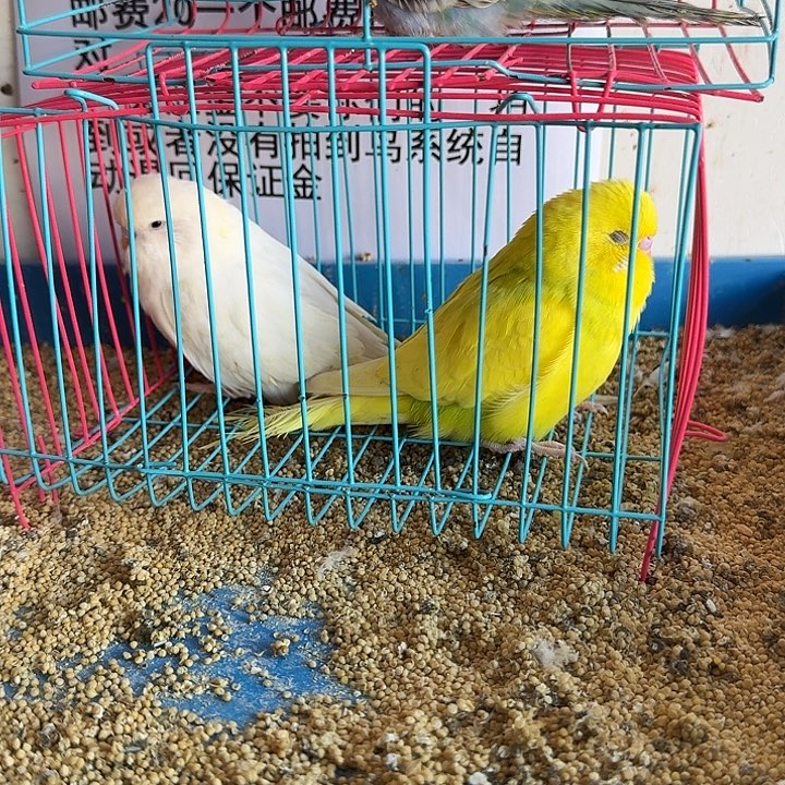 虎皮鹦鹉大头在线我