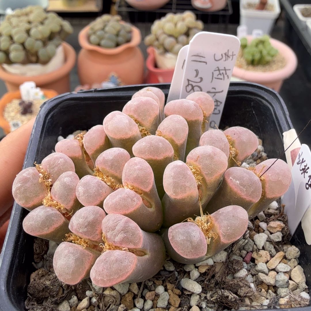 草莓泡芙风铃 1头 11-30-L16