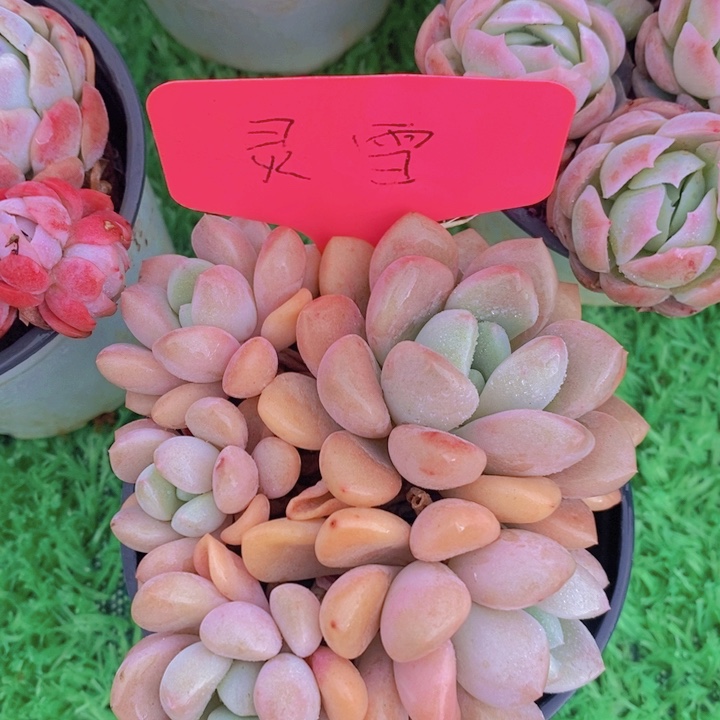 多肉植物，开心多肉，粉丝福利场