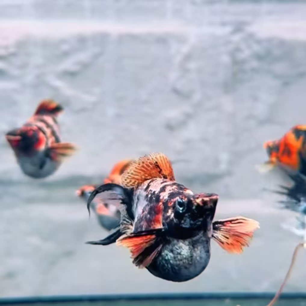 精品橙头虎皮   三色卡慢