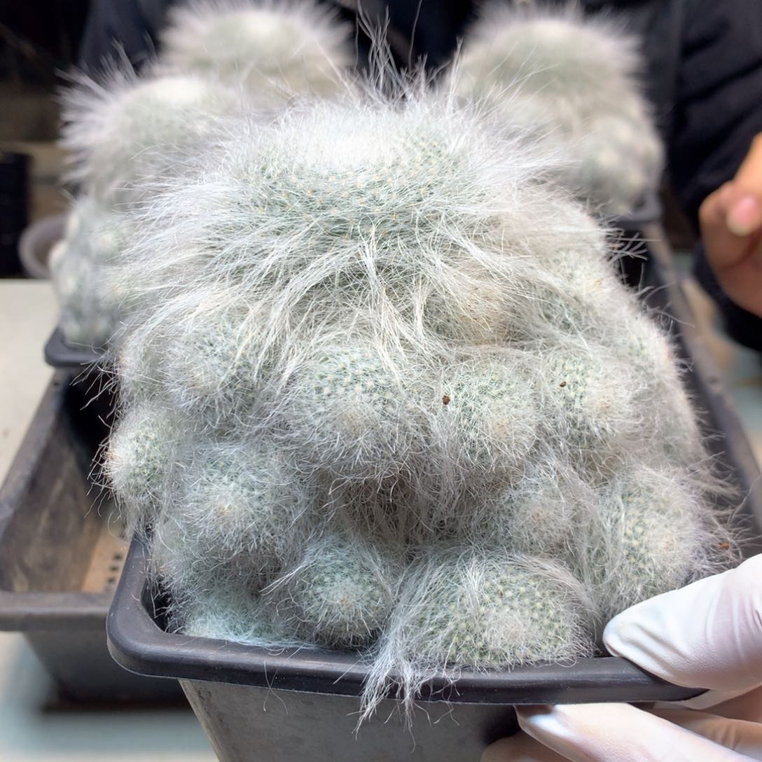    自根  群生 雪源玉翁12公分起发