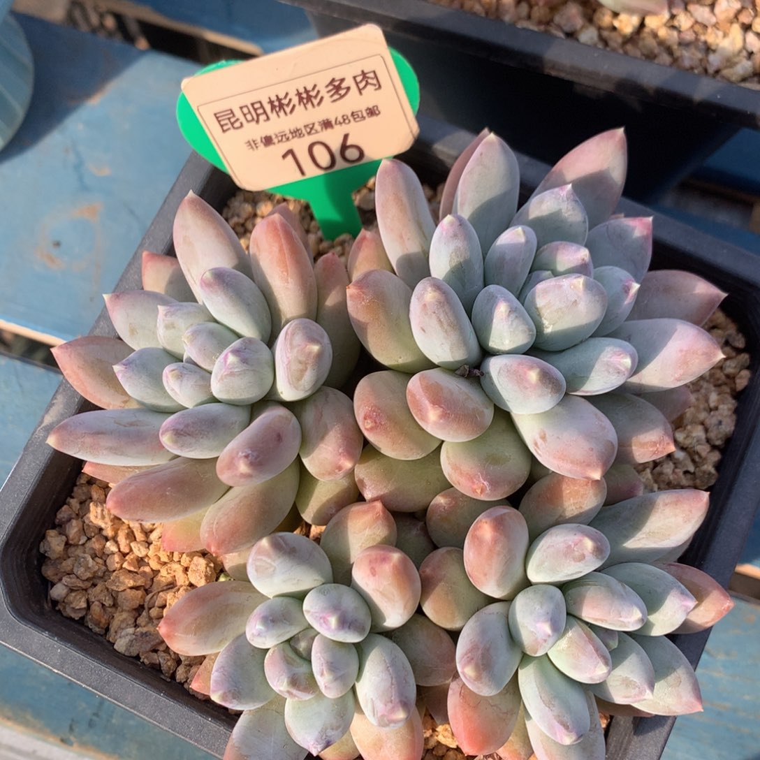 星空美人老桩无砍106