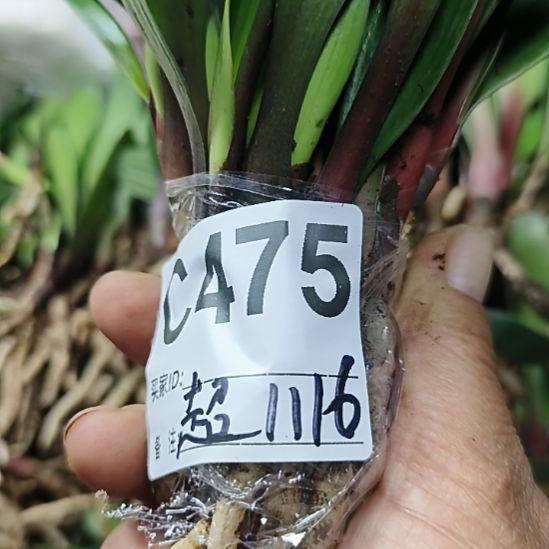 超***哥完全开放7777777777