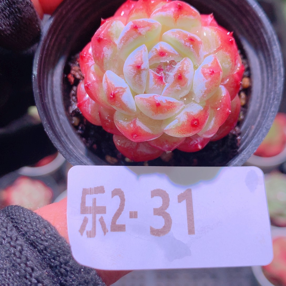 乐然 2-31 雪颜玉 