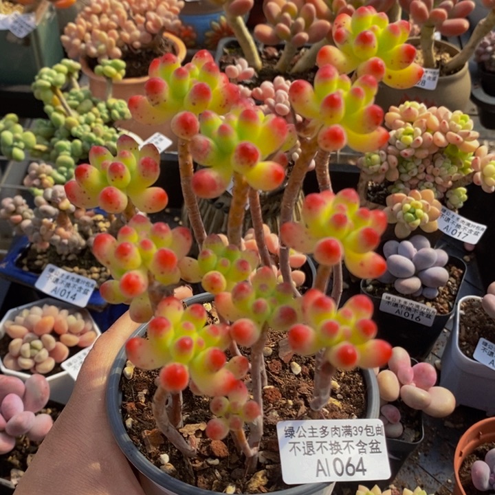 乙女心散拼8cm1064多肉植物