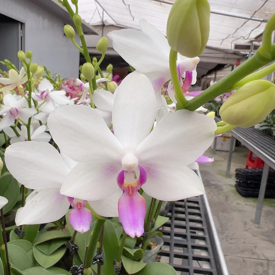【A19白水晶】蝴蝶兰室内花卉办公室客厅盆栽长花期