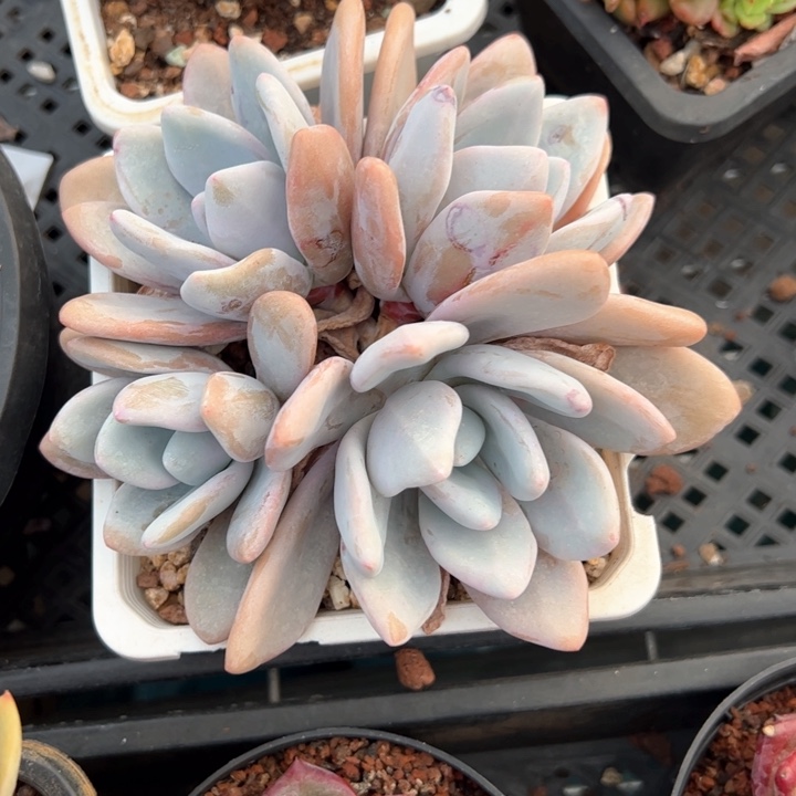 幸运的是我的朋友们