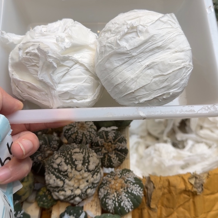 兜星球仙人球994号