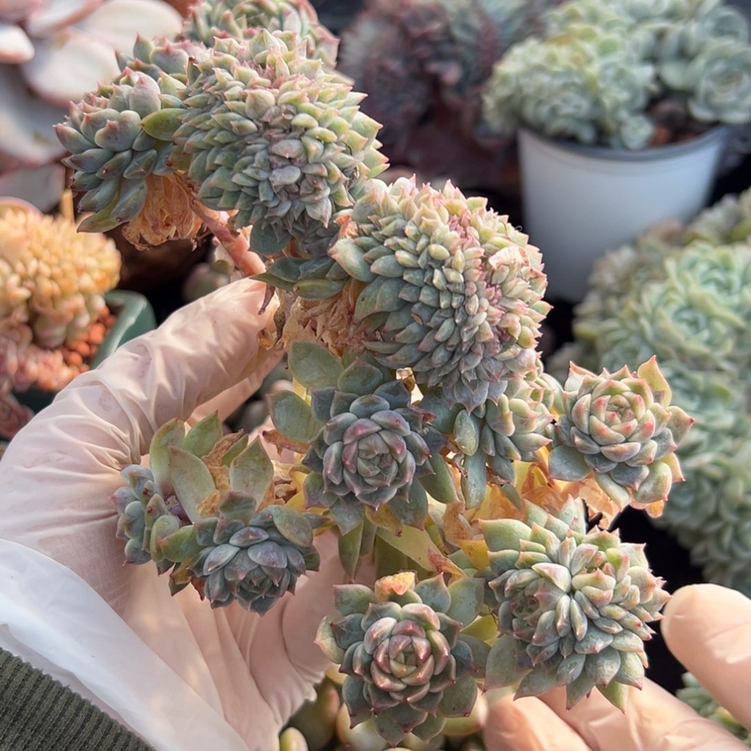 新年快乐 新年快乐