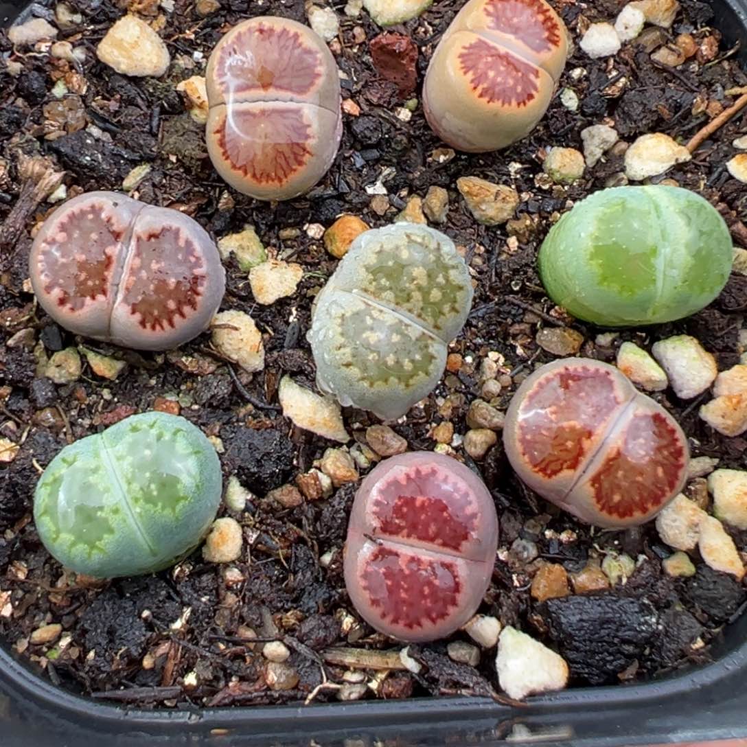 11.30好看的多肉脱土发货773