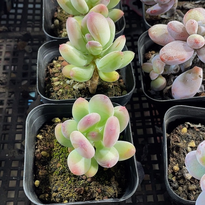 苹果奶带盆土发货