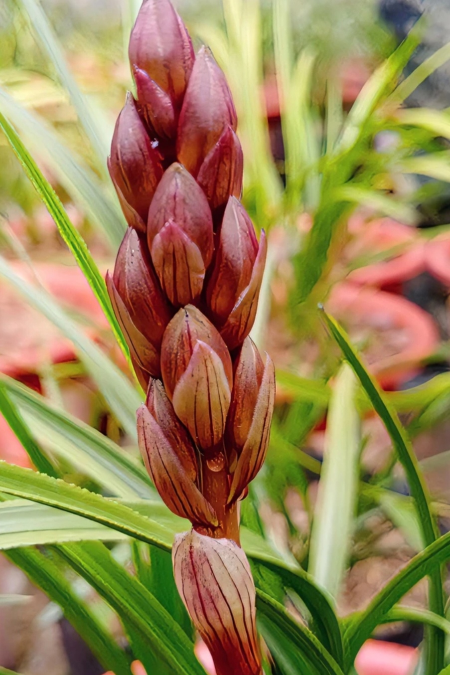高级感浓香型名贵兰花室内植物易养花卉盆栽精品兰花兰草花