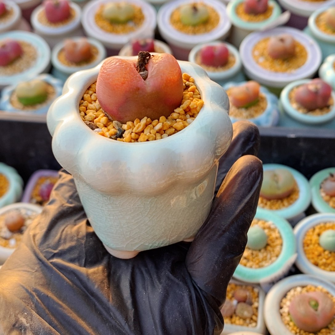 4937-_一物一拍 带盆