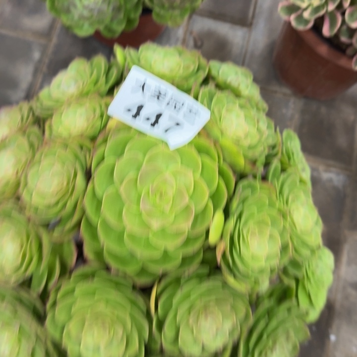 曹***荣万圣节老桩447肉肉肉
