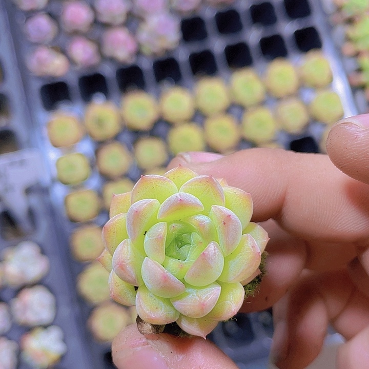 韩版麦杆【满10颗包邮】