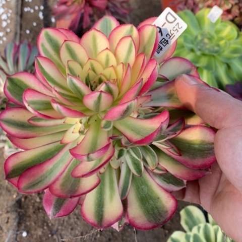 615倾城满25包邮多肉