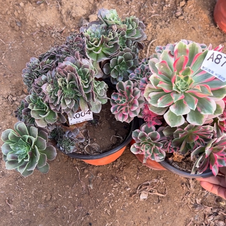 玫瑰缀女郎多肉植物873.