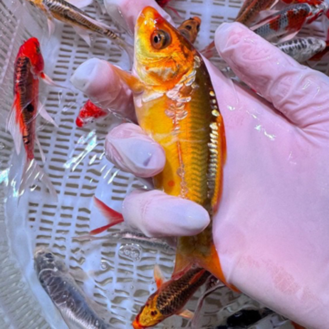 11只 超大尺寸【德系龙系】大锦鲤 多品种 花色搭配发货